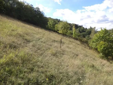 Dražba louky, Řehlovice, 806 m2