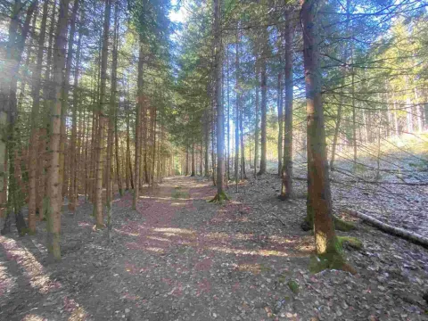Prodej pole, Železná Ruda - Špičák, 1644 m2