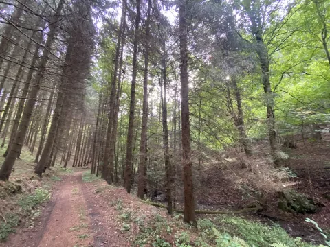 Prodej louky, Strážná, 2049 m2