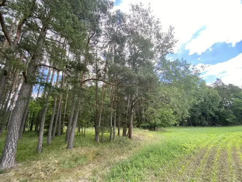 Prodej lesa, Slabčice - Nemějice, 1004 m2
