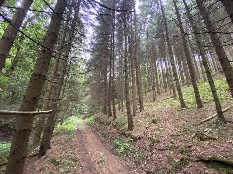 Prodej lesa, Strážná, 11485 m2