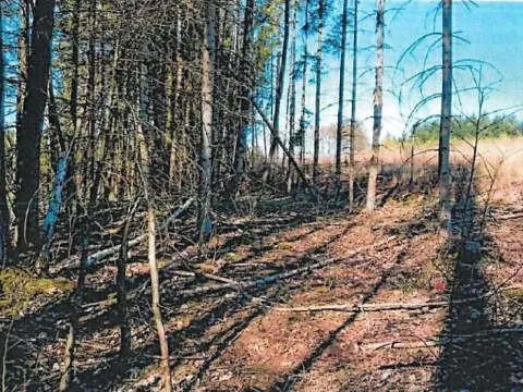 Prodej lesa, Kojetín, 333 m2