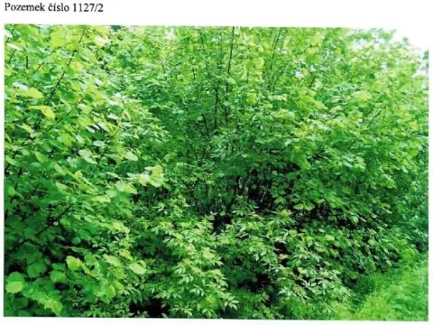 Prodej lesa, Strmilov, 52 m2
