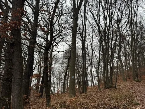 Prodej lesa, Ústí nad Labem, 9837 m2